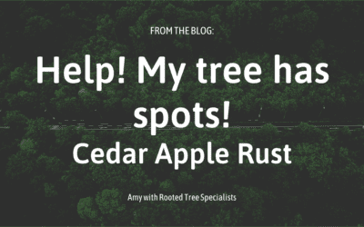 Cedar Apple Rust: my tree has spots