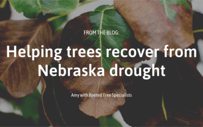 Helping trees recover from Nebraska drought