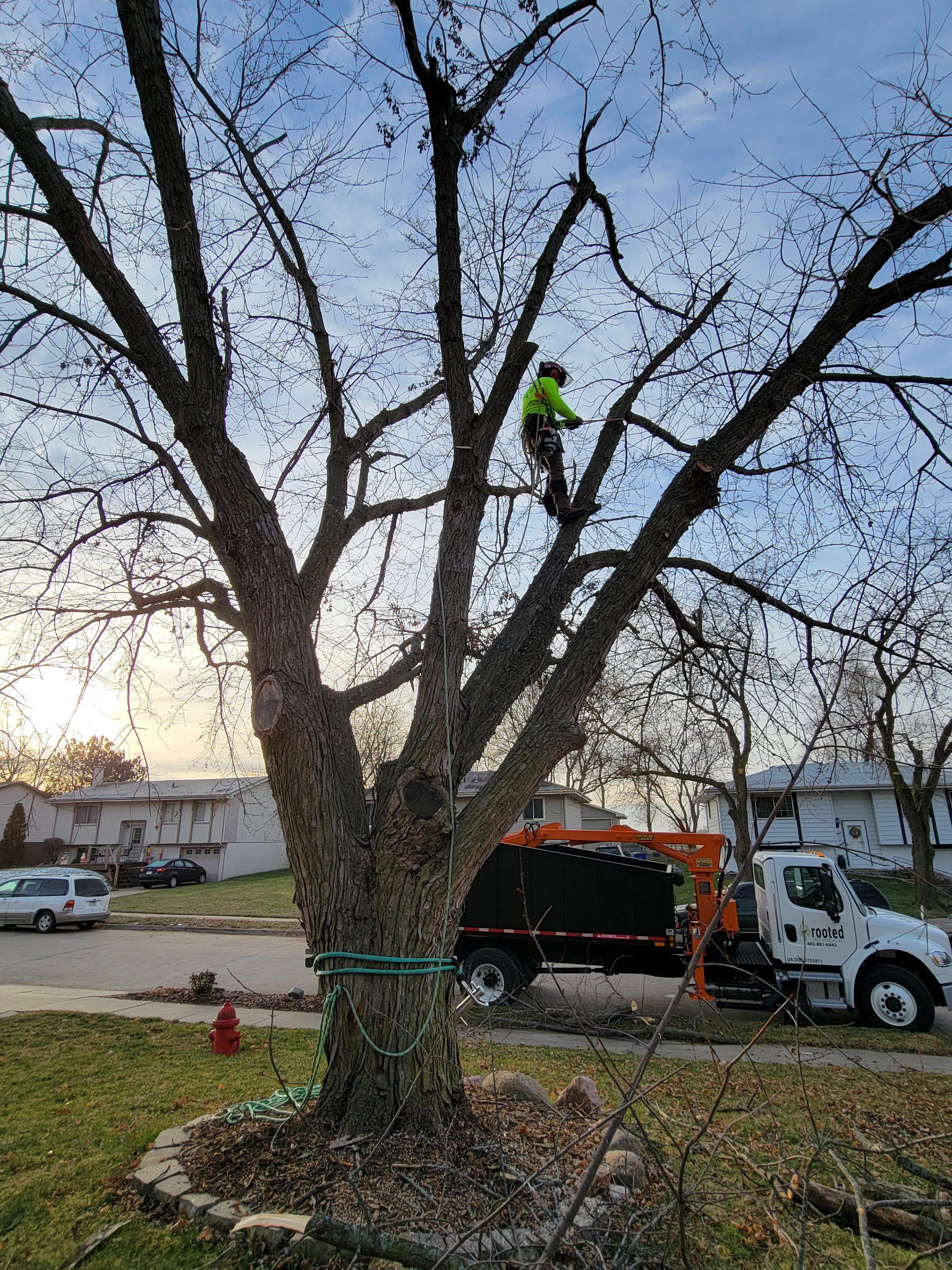 jeron sundberg of omaha's rooted tree specialists performing a tree removal
