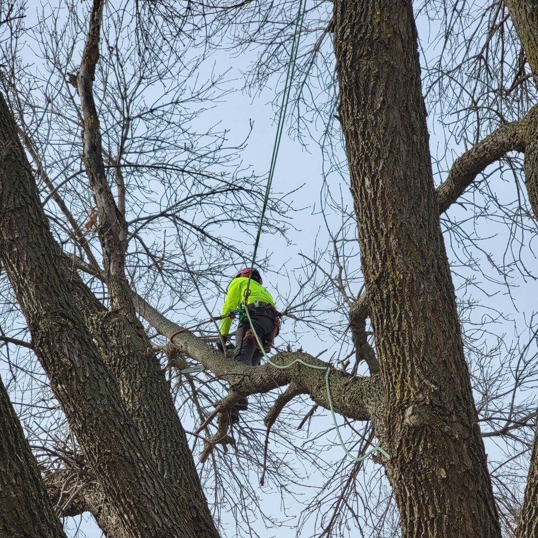 jeron sundberg of omaha's rooted tree specialists trimming a tree