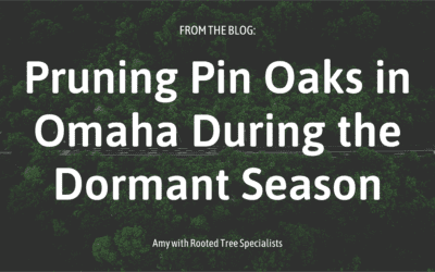 Pruning Pin Oaks in Omaha During the Dormant Season