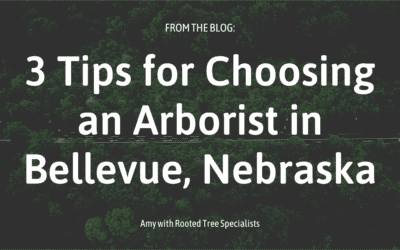 3 Tips for Choosing an Arborist in Bellevue, Nebraska